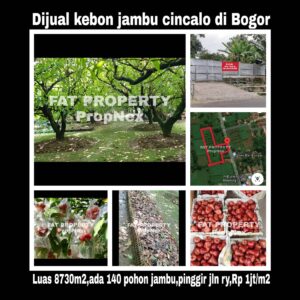 Dijual kebun jambu cincalo di Cibatok,Cibungbulang,Bogor.